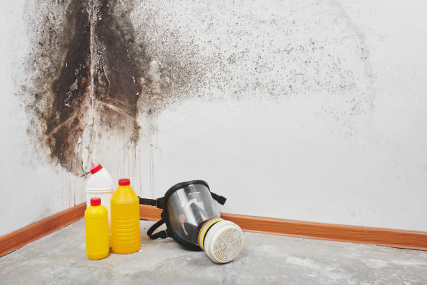 Mold Removal Process in Woodbury Center, CT