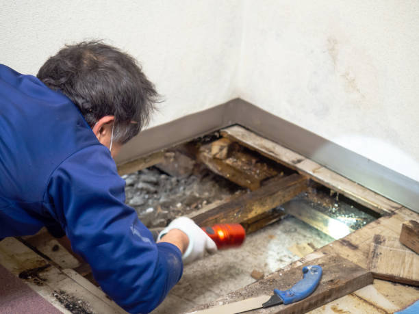 Best Commercial Mold Removal  in Woodbury Center, CT