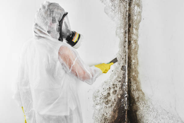 Best Best Mold Removal Companies  in Woodbury Center, CT