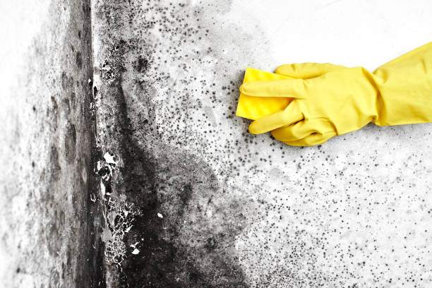Best Attic Mold Removal  in Woodbury Center, CT