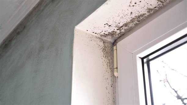 Best Attic Mold Removal  in Woodbury Center, CT
