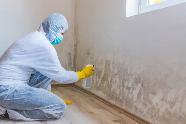 Best Mold Damage Repair  in Woodbury Center, CT