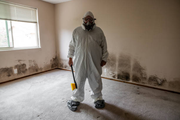 Best Black Mold Removal  in Woodbury Center, CT