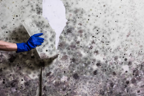 Best Local Mold Removal Service  in Woodbury Center, CT