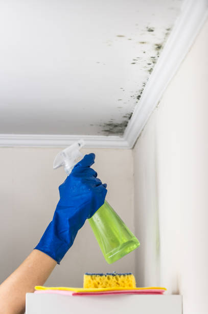 Home Mold Removal in Woodbury Center, CT